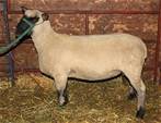 Sheep Trax Marigold 430M